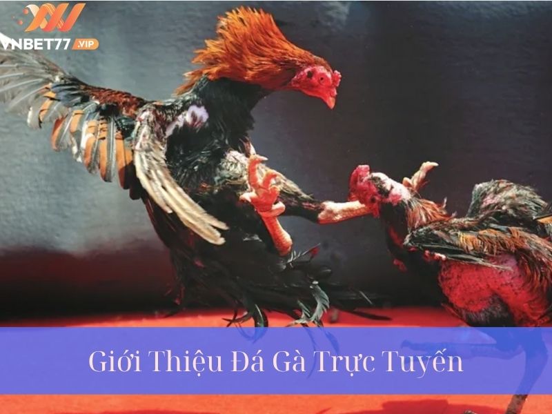 Kinh nghiệm chơi Đá Gà hiệu quả cho người mới