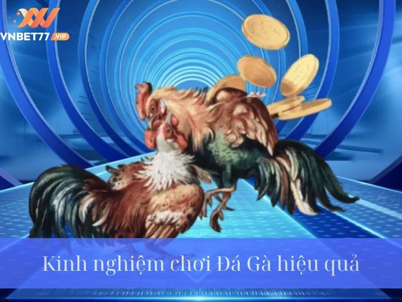 Các hình thức Đá Gà phổ biến tại Vnbet77